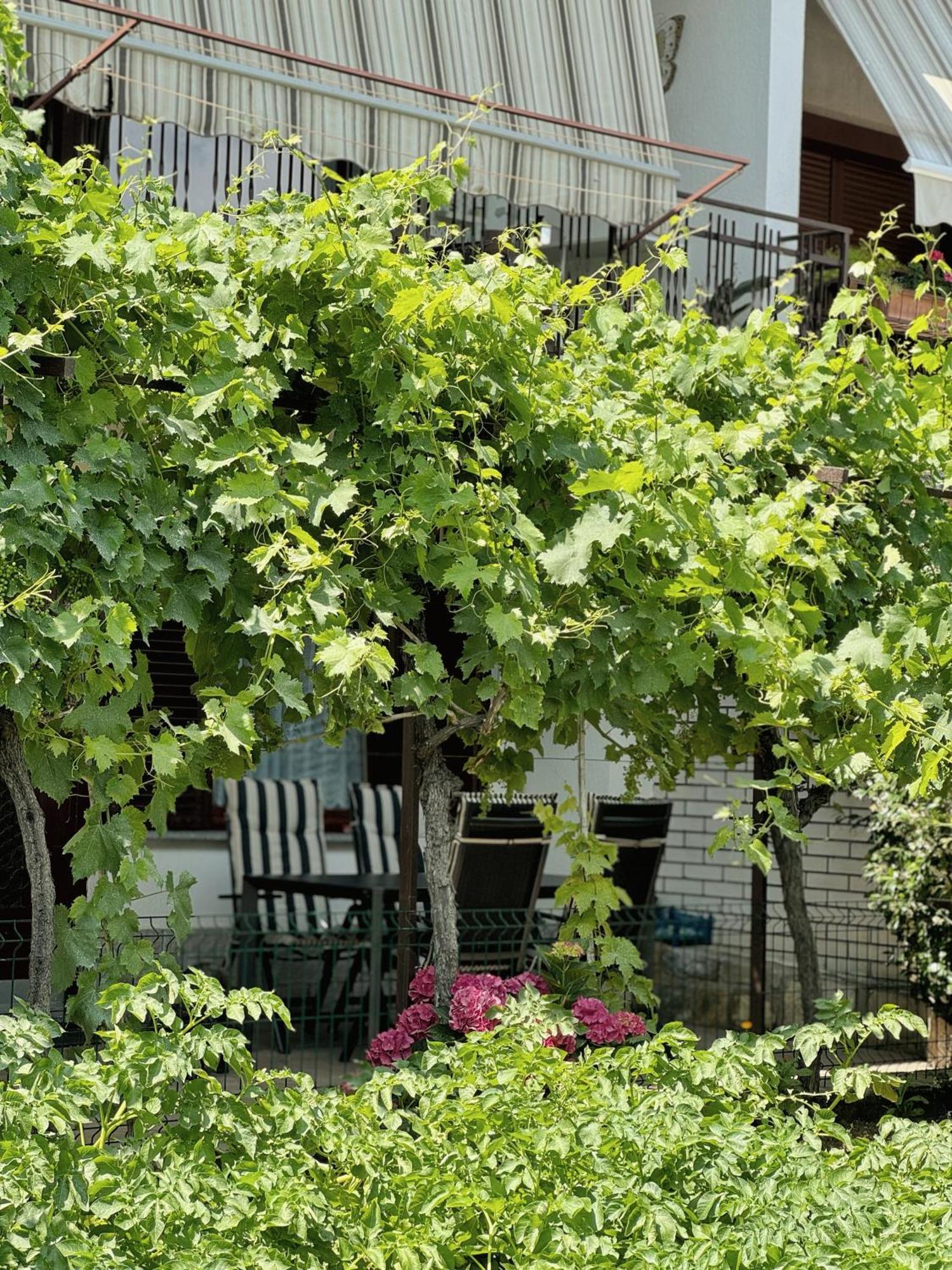 Apartment Gregoric Izola Exterior foto